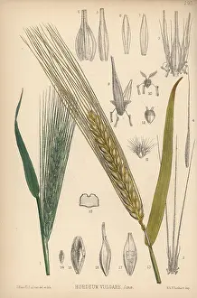 Hordeum: Barley, Hordeum vulgare