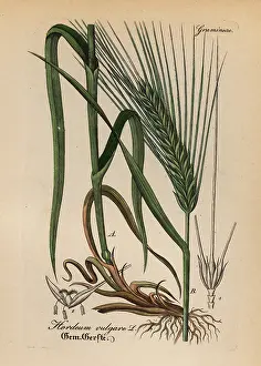 Artus: Barley, Hordeum vulgare