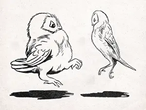 Owls: Barn Dance, Louis Wain Owls