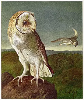Certainly: BARN OWL 1877