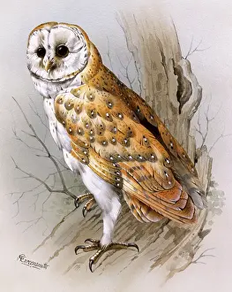 Bord: A Barn Owl