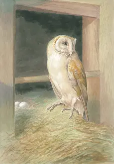 Rankin: Barn Owl