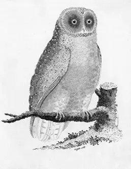 Tyto: Barn Owl