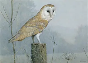Turvey: Barn Owl