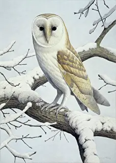 Turvey: Barn Owl