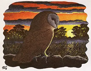 Perch: Barn Owl