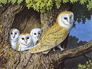 Chicks: Barn Owl