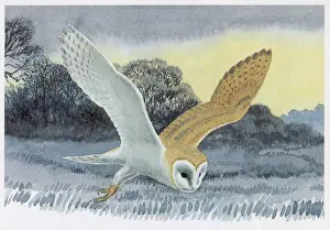 Barn Owl