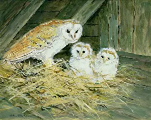 Fledglings: Barn Owl with Fledglings