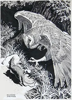 Hunts: A Barn Owl hunting a rat