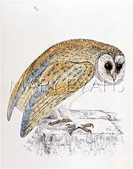 Screech: BARN OWL (MORRIS)