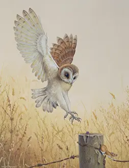 Swooping: Barn Owl with Mouse on Fence
