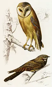 Flammea: A Barn Owl and a Nightjar