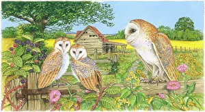 Blackberries: Barn Owl and Two Owlets on a gate