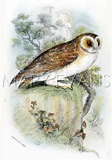 Tyto: BARN OWL (SHARPE)