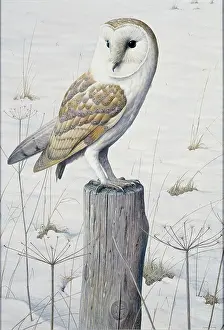 Turvey: Barn Owl in the snow