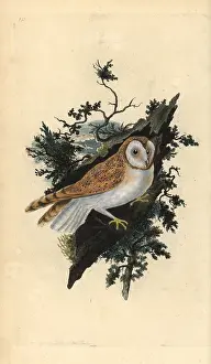 Tyto: Barn owl, Tyto alba