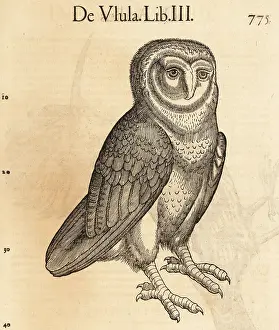 De Avibus: Barn owl, Tyto alba