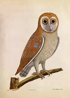 Albin: Barn Owl, Tyto alba