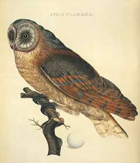 Christiaan: Barn Owl, Tyto alba