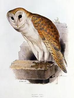 Tyto: Barn Owl (Tyto alba alba)