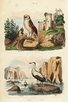 Somateria: Barn owl, Tyto alba, and eider duck, Somateria mollissima