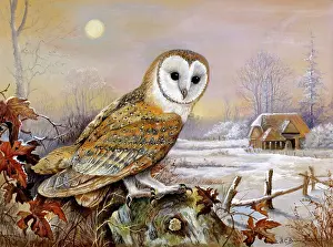 Babington: Barn Owl in Winter with farm buildings