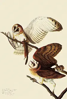 Claws: Barn Owls