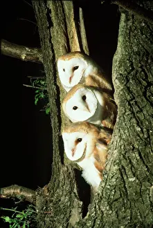 Lacey: Three Barn Owls in a Tree Stump