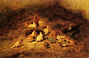 Hens: Barn Scene