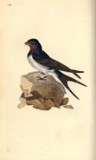 Hirundo: Barn swallow, Hirundo rustica