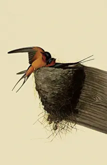 Nests: Barn Swallows