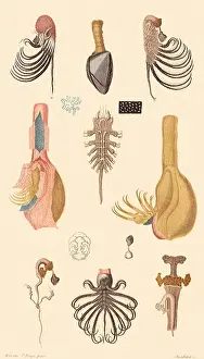 Assortment: The Barnacle Family