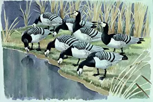 Cusa: Barnacle Geese