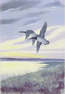 Dundas: Barnacle Geese