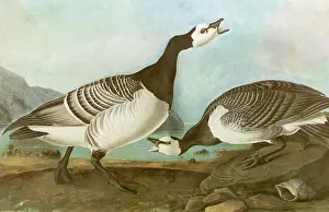 Branta: Barnacle Geese