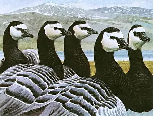 Topped: Barnacle Geese