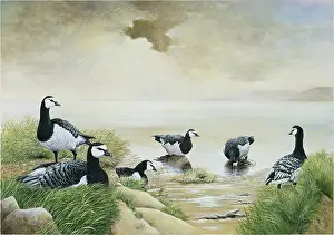 Hurle: Barnacle Geese ' at the water's edge