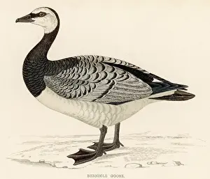 Bernicla: BARNACLE GOOSE