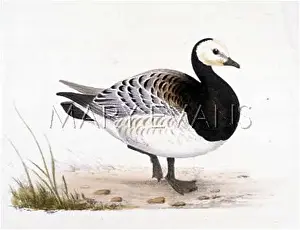 Bernicla: BARNACLE GOOSE