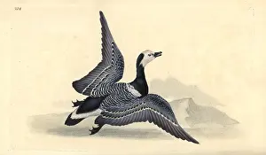 Branta: Barnacle goose, Branta leucopsis