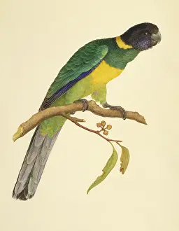 Parakeet: Barnardius zonarius, Australian ringneck