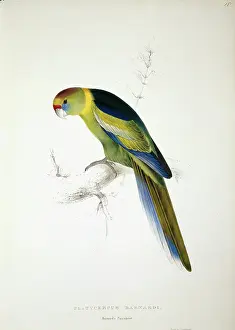 Platycercus: Barnardius zonarius barnardi, Australian ringneck