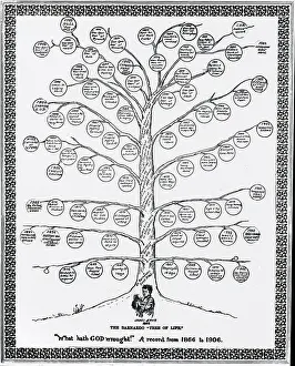 Barnardo: Barnardo's Tree of Life 1866-1906