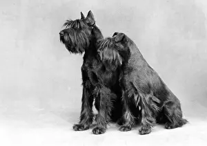 Schnauzer: BARNBANERA SCHNAUZER