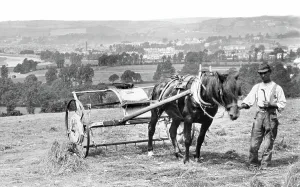 Barnstaple: Barnstaple, Haymaking 1890