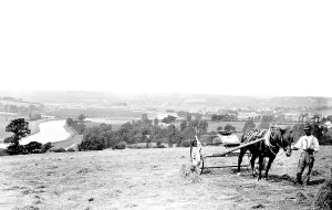 Barnstaple: Barnstaple, Haymaking 1890