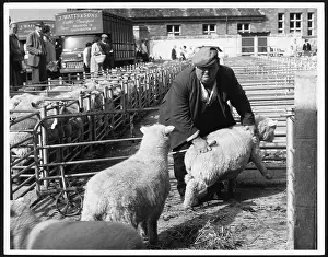 Pens: BARNSTAPLE SHEEP MARKET