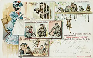 Bricklaying: Barnum & Bailey Chimps