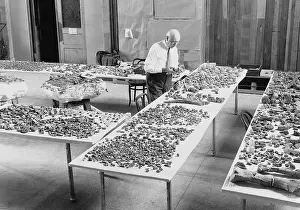 Archaeologist: Barnum Brown with a fossils, 1933